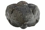 Perfectly Enrolled Drotops Trilobite - About Around #311189-1